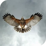 Logo of Eagle Live Wallpaper android Application 